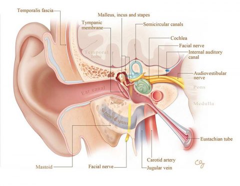 Anatomy of Human Ear